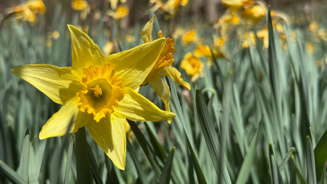 Daffodil Flats: A Hidden Gem in Linville Gorge