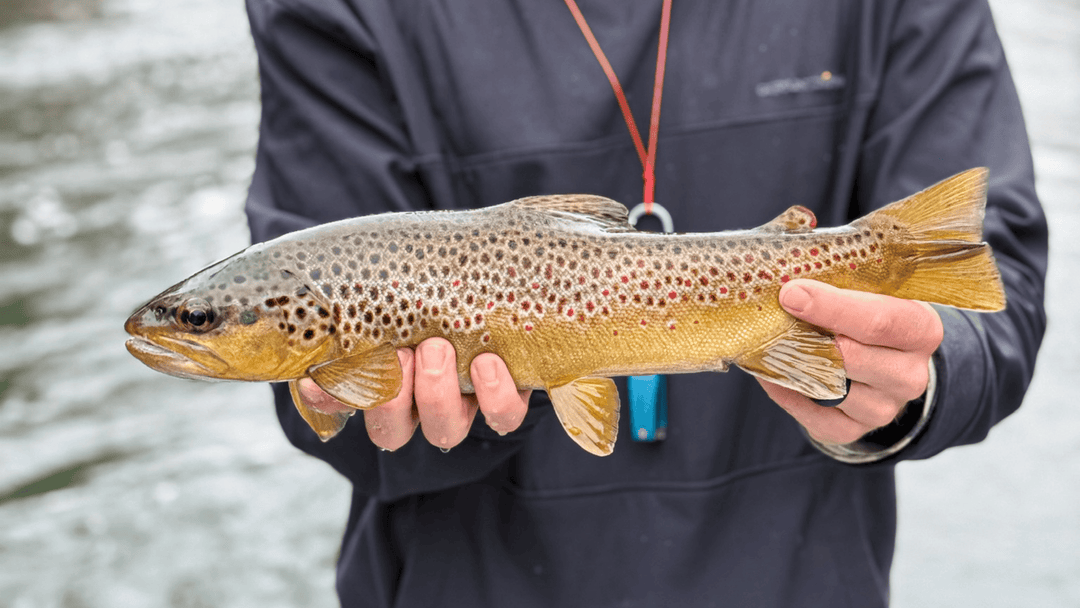 Mountain Town Essentials: Local Gear and Gifts from the High Country